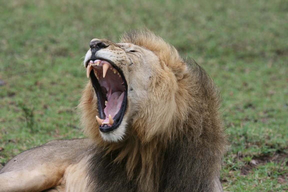 Serengeti NP - leeuw