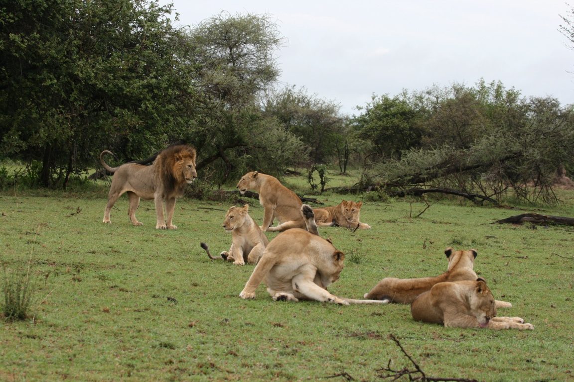 Serengeti NP - leeuwen