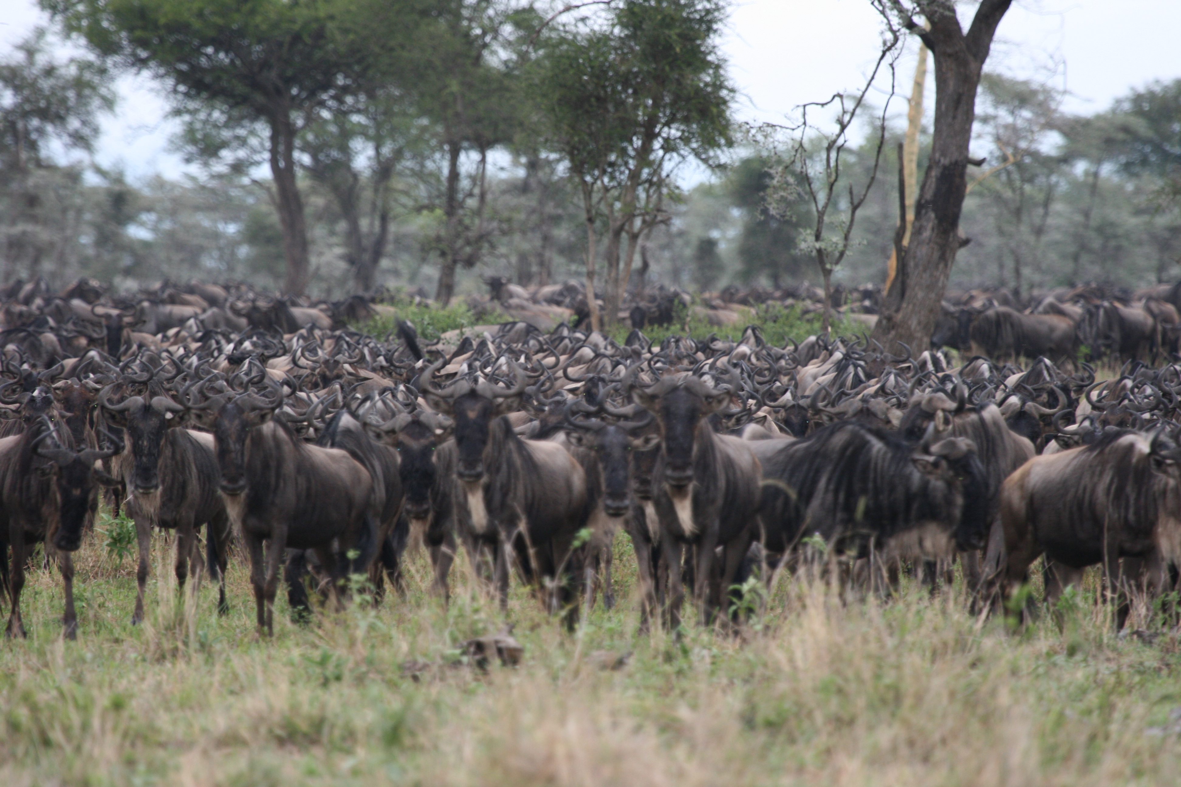 Gnoes, migratie, Serengeti, Tanzania - Rondreis door noordelijk Tanzania en Zanzibar