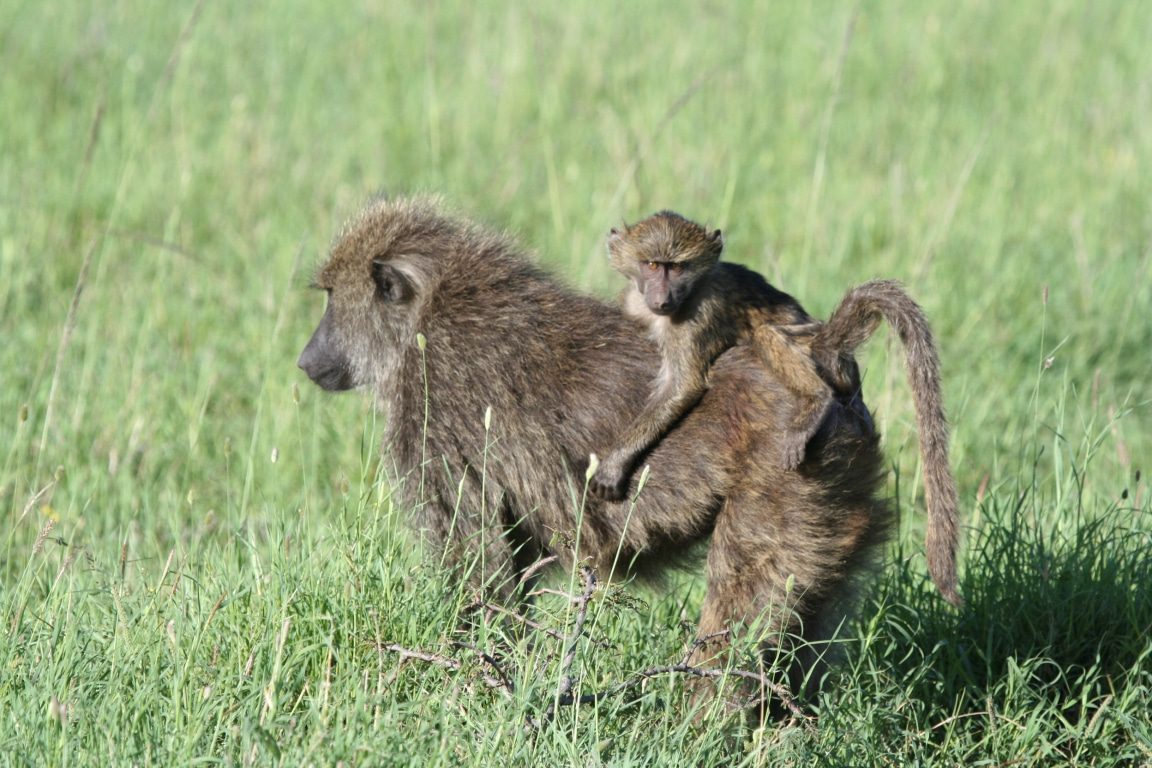 Serengeti NP - apen