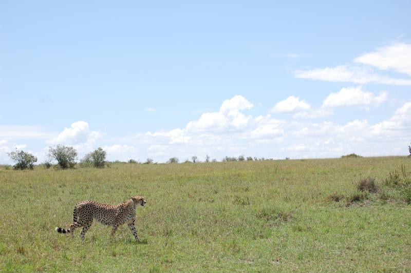 cheetah, savanne, vlakte, Serengeti, Tanzania - De mooiste natuurgebieden in Tanzania
