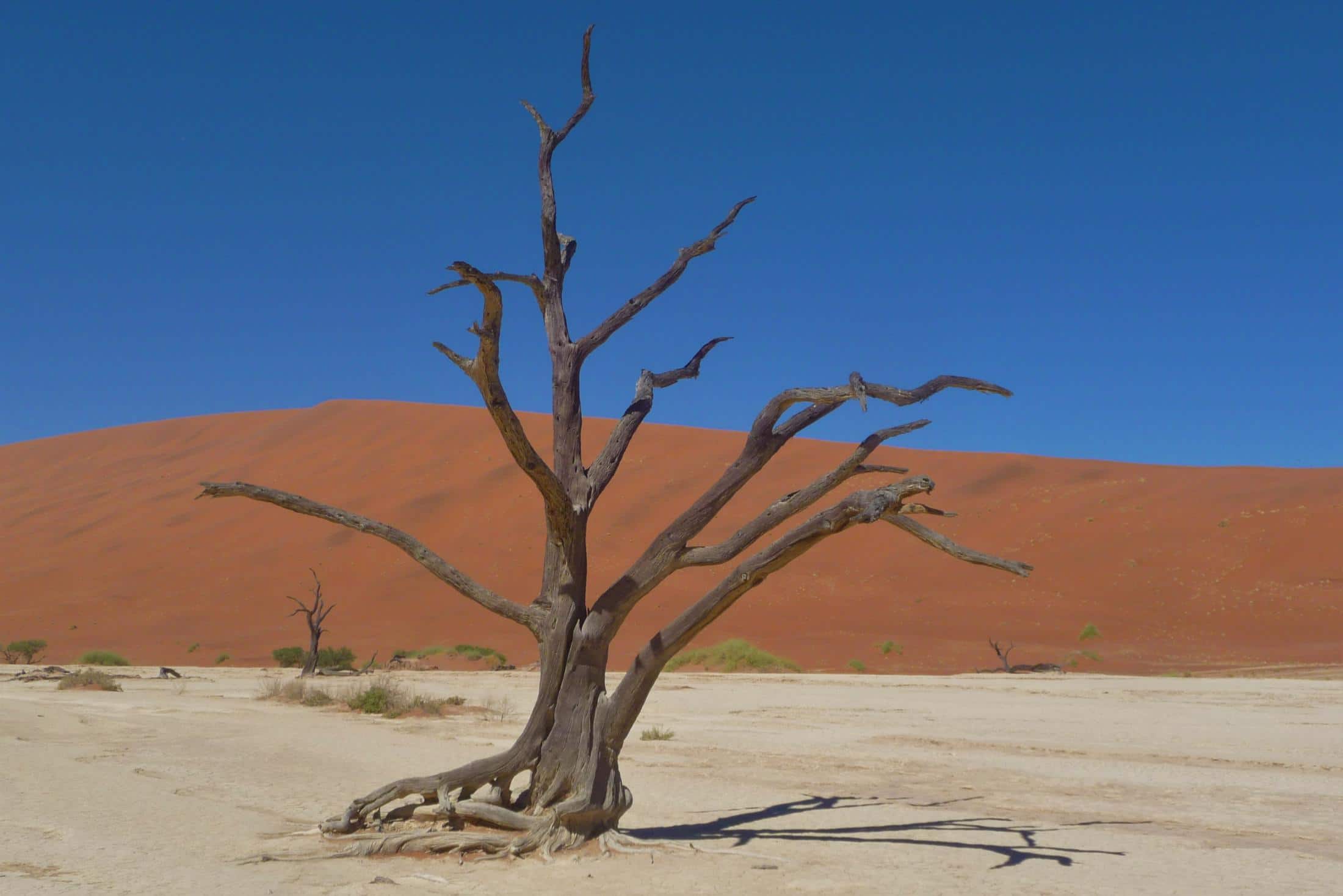 Sossusvlei - Eenzame boom Dead Vlei
