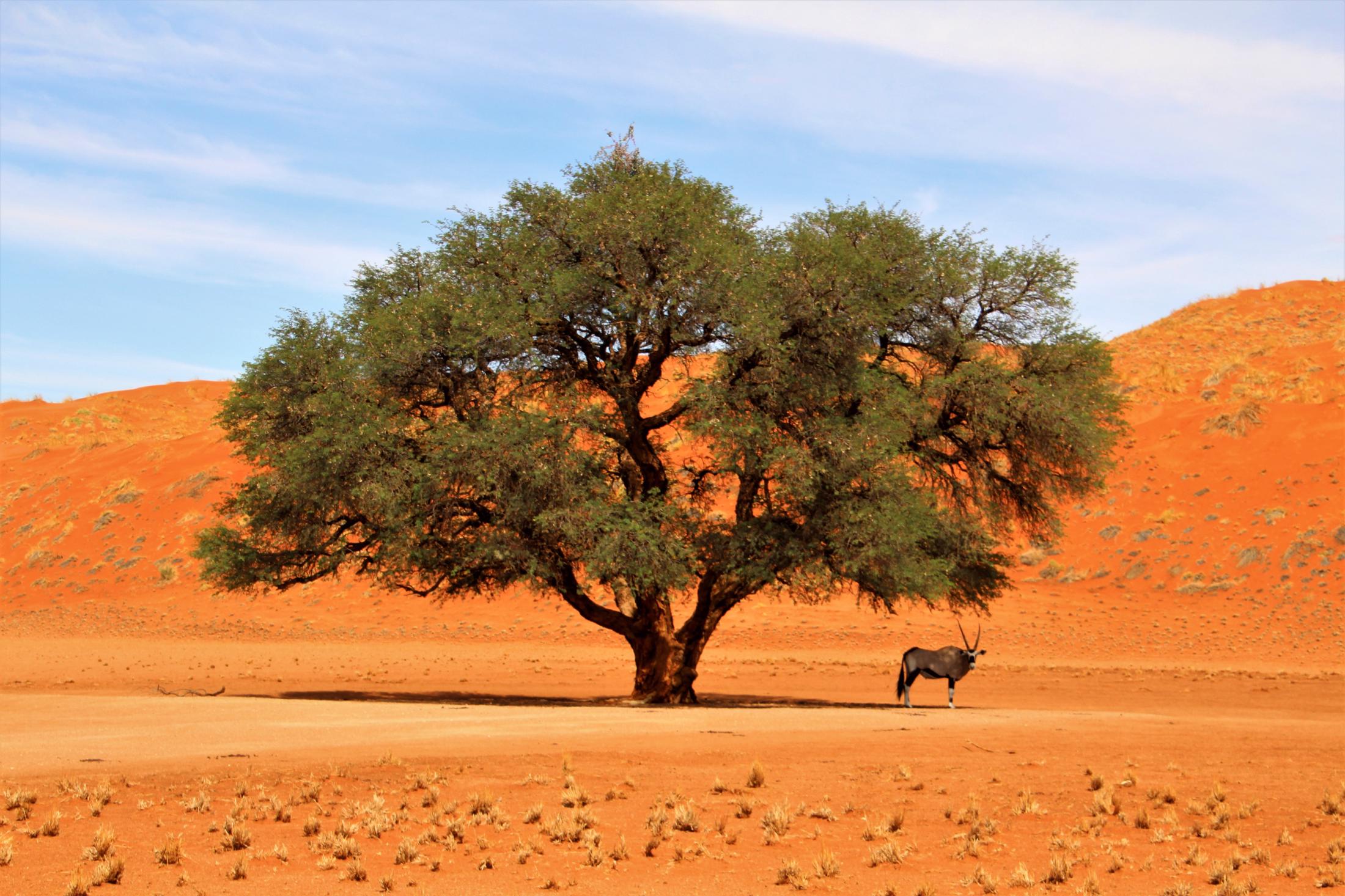 Sossusvlei - Gemsbok onder boom