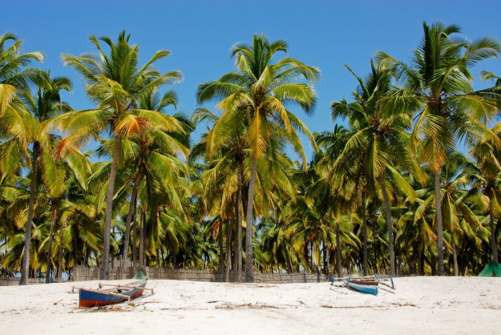 Palmbomen Mozambique