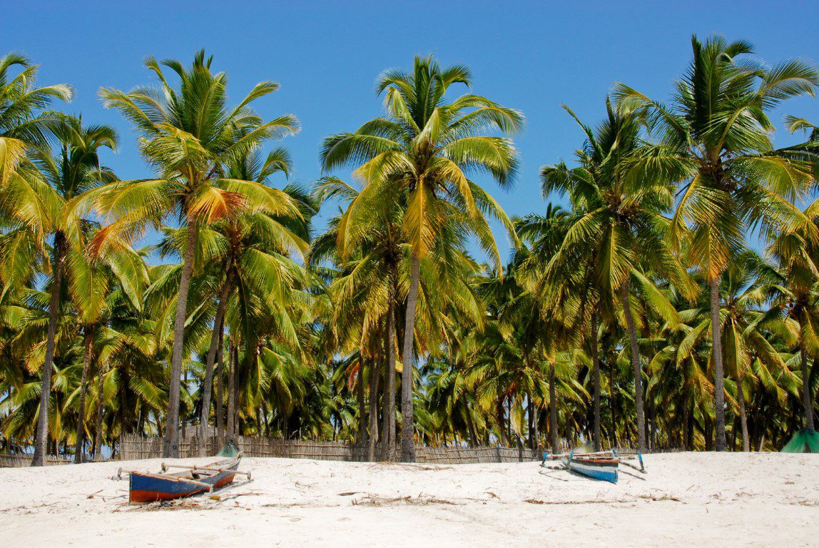 Palmbomen Mozambique; Het weer en andere tips voor een reis naar Mozambique