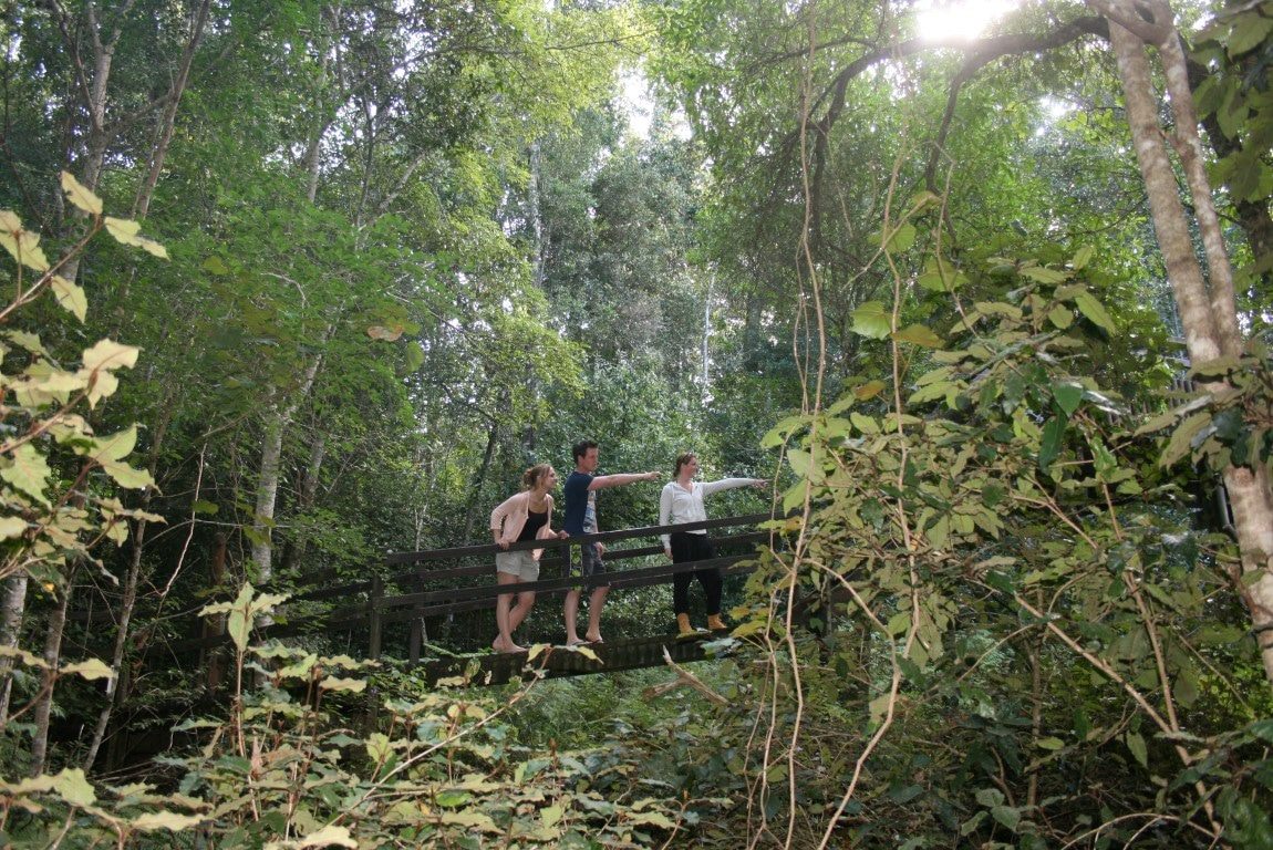 Natuur in Zuid-Afrika - Groene bossen op de Tuinroute