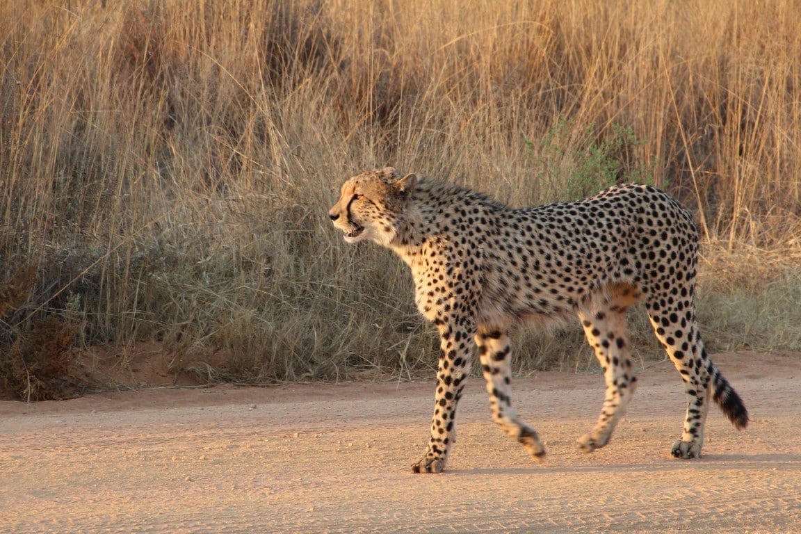 Cheetah op de weg