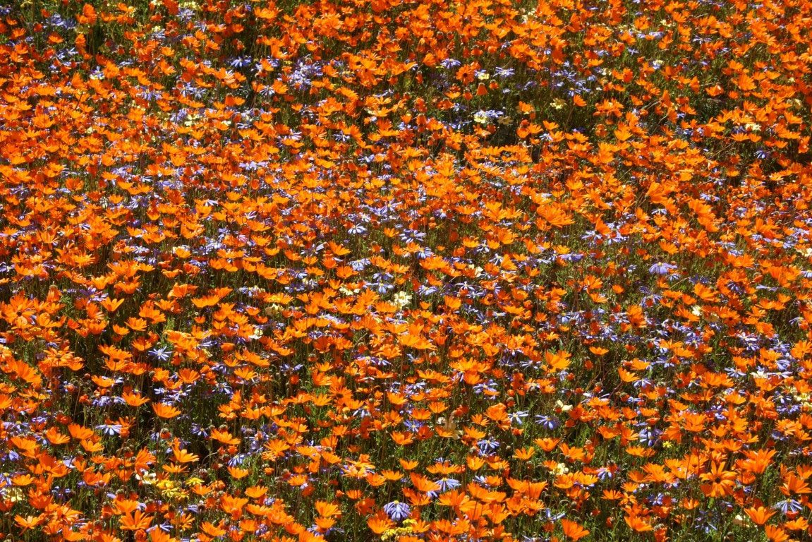 Natuur in Zuid-Afrika - Oranje bloemen West Coast National Park