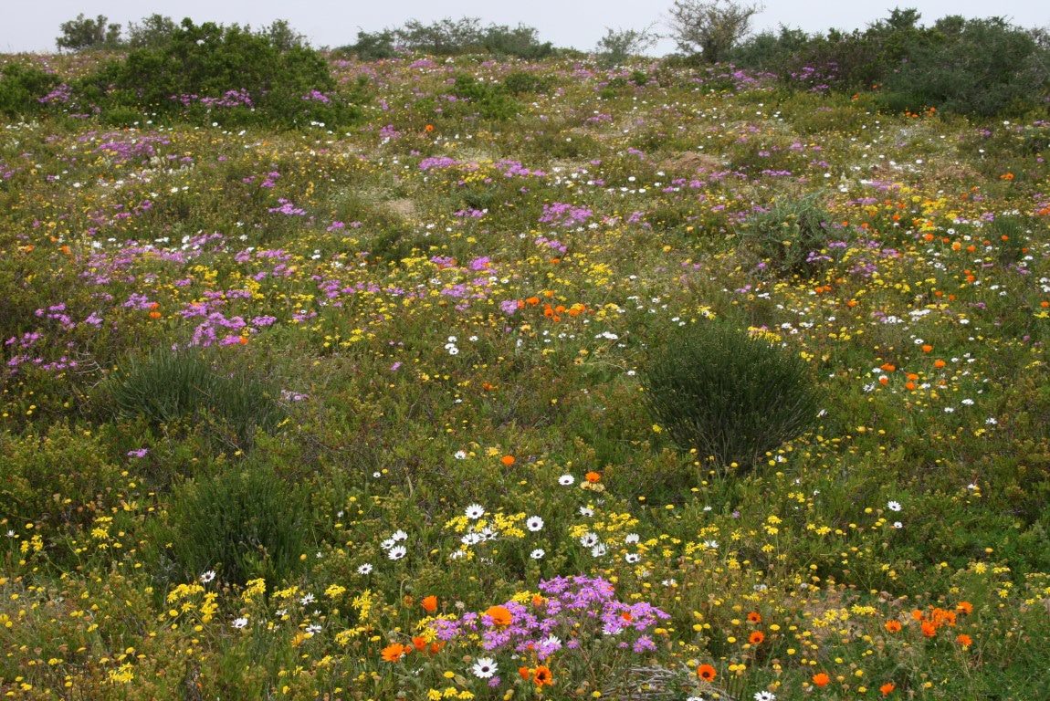 Beste reistijd Zuid-Afrika - Bloemen in West Coast National Park