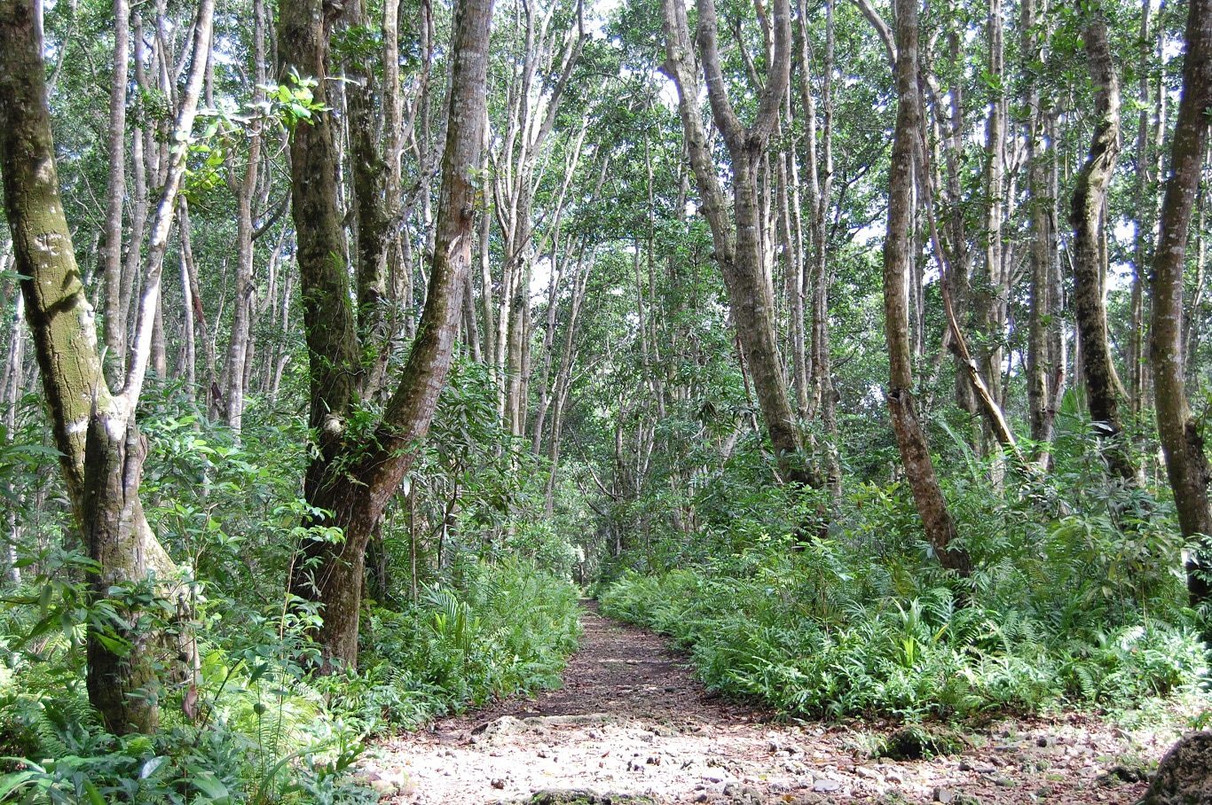 Tanzania, Zanzibar, Jozani Forest, tropisch bos, eiland, strand - De mooiste natuurgebieden in Tanzania