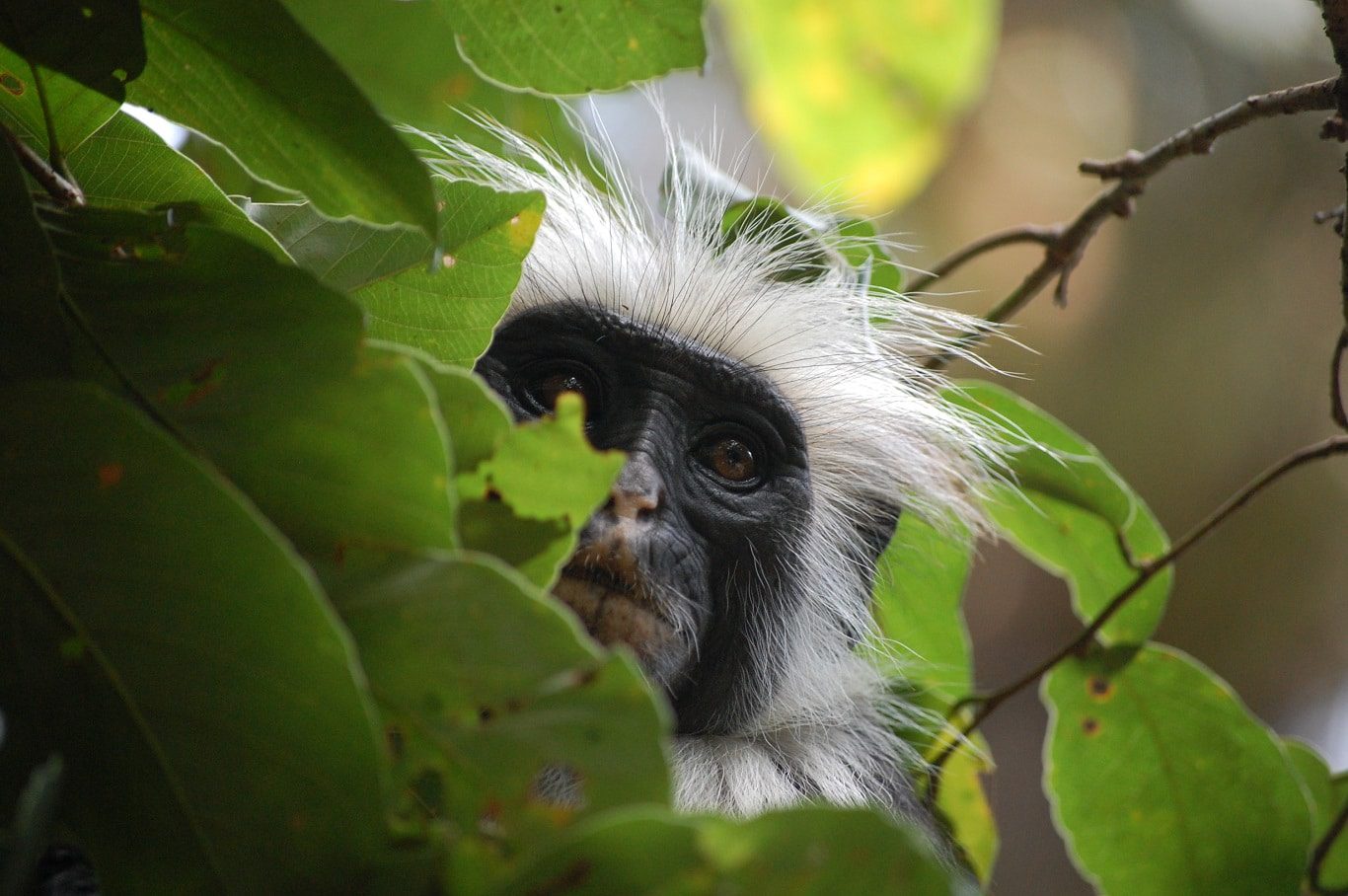 Tanzania, Zanzibar, Jozani Forest, tropisch bos, eiland, strand - De mooiste natuurgebieden in Tanzania