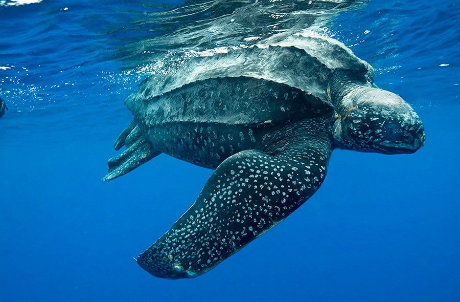 Zeeschildpad (bron: Network for Endangered Sea Turtles)