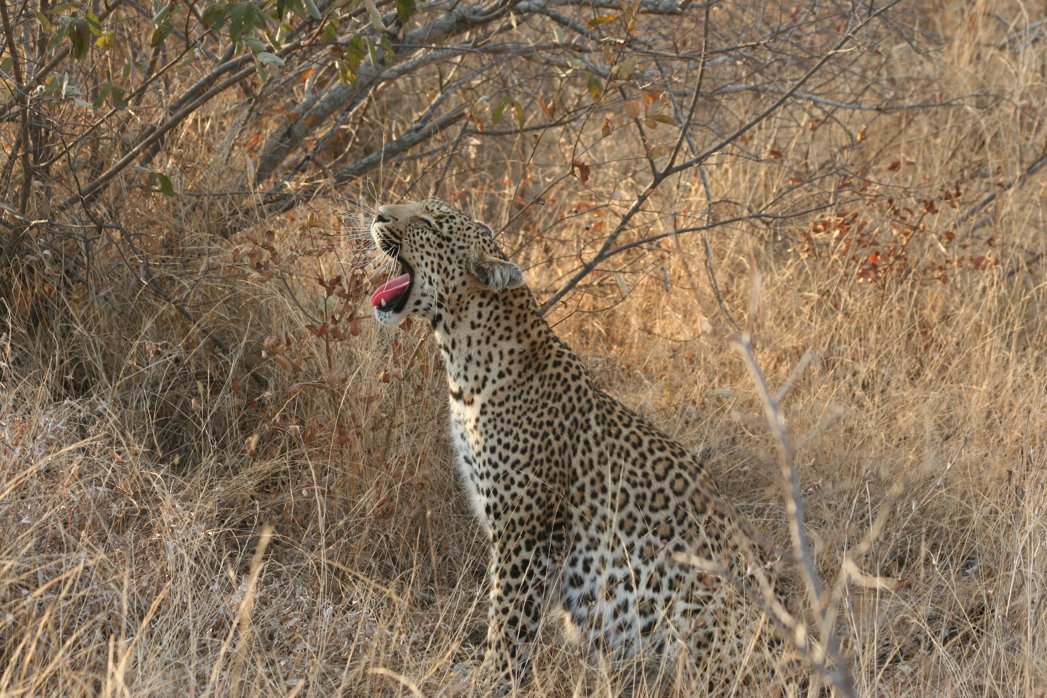 Luipaard in de winter - Kris Kras door Zuid-Afrika reizen met Out in Africa; de 3 mooiste reizen