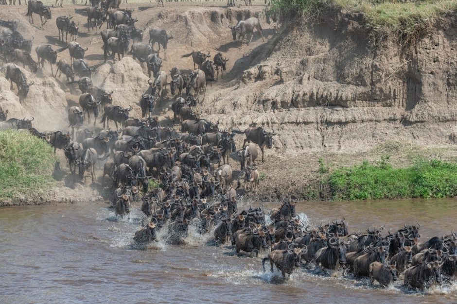 Serengeti NP - Migratie river crossing