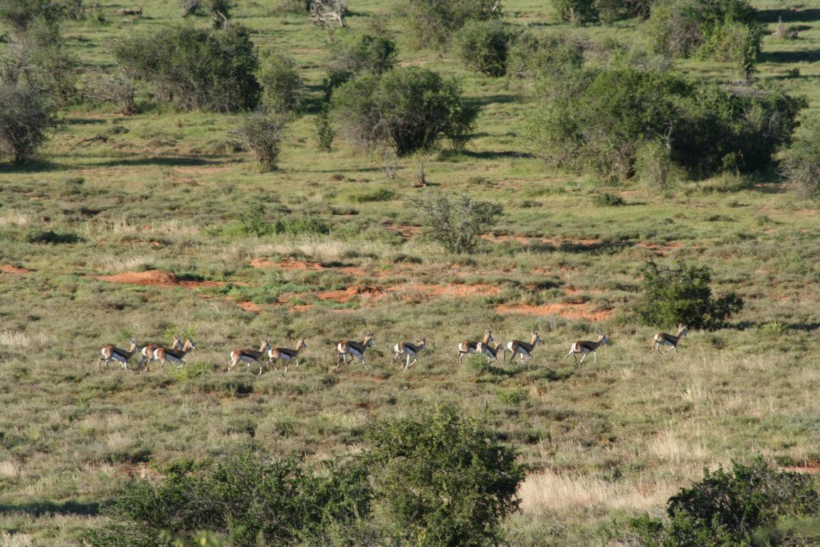 Nieuws uit Afrika - Samara Private Game Reserve, Zuid-Afrika