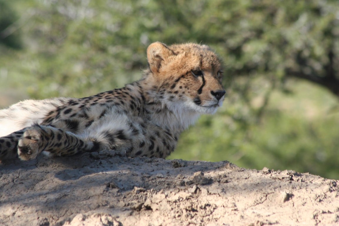 Nieuws uit Afrika - Samara Private Game Reserve, Zuid-Afrika