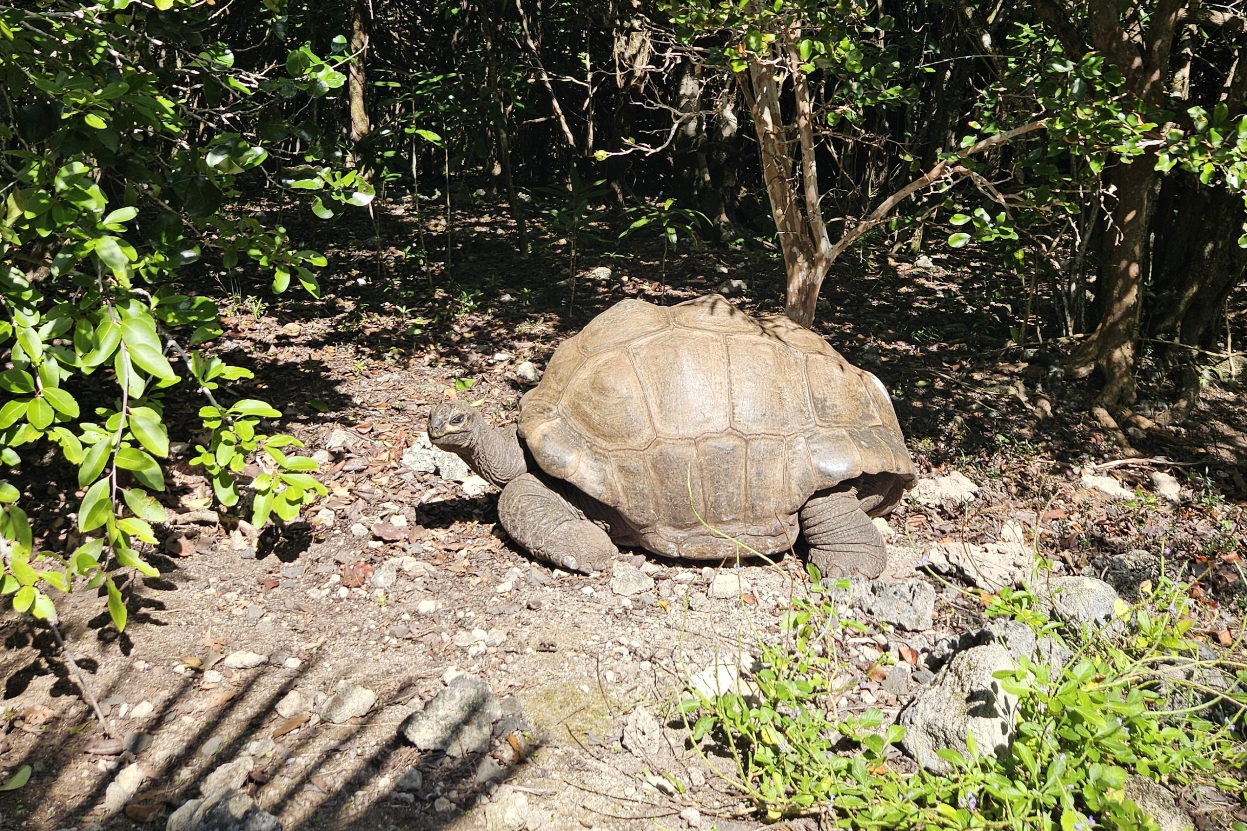 Reuzenschildpad op Île aux Aigrettes