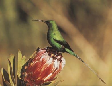 Sunbird, Malachite