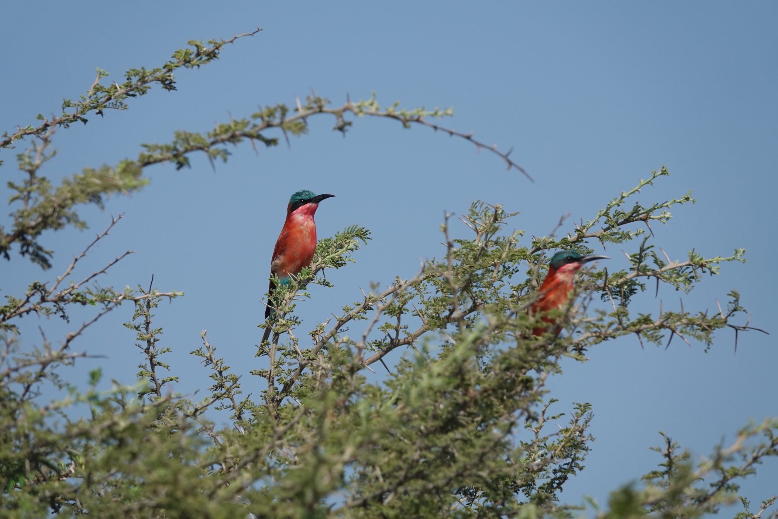 Carmine bee-eater in Savuti