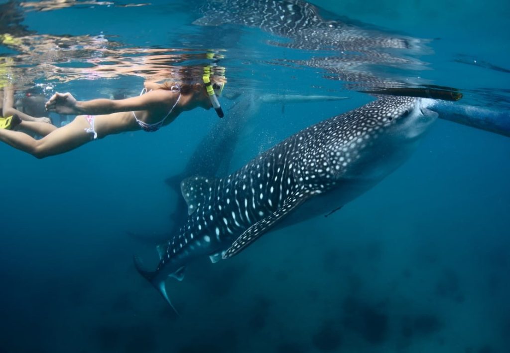 Mozambique whale shark