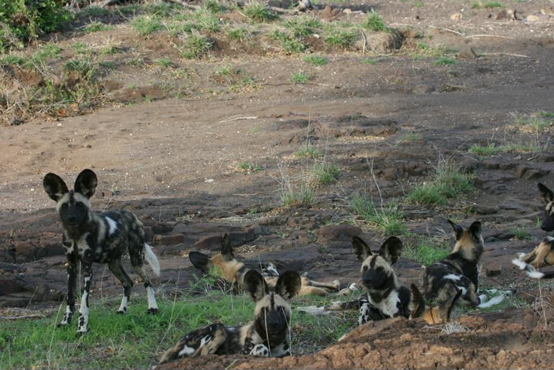 Zo spot je de Big Five in Zuid-Afrika - Wilde Hond