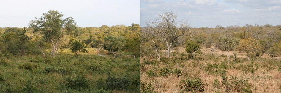 Wanneer kun je het beste naar Zuid Afrika - zomer vs winter, Thornybush, Zuid Afrika