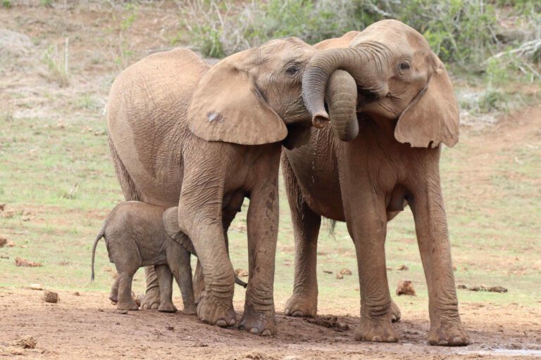 Addo Elephant National Park South Africa