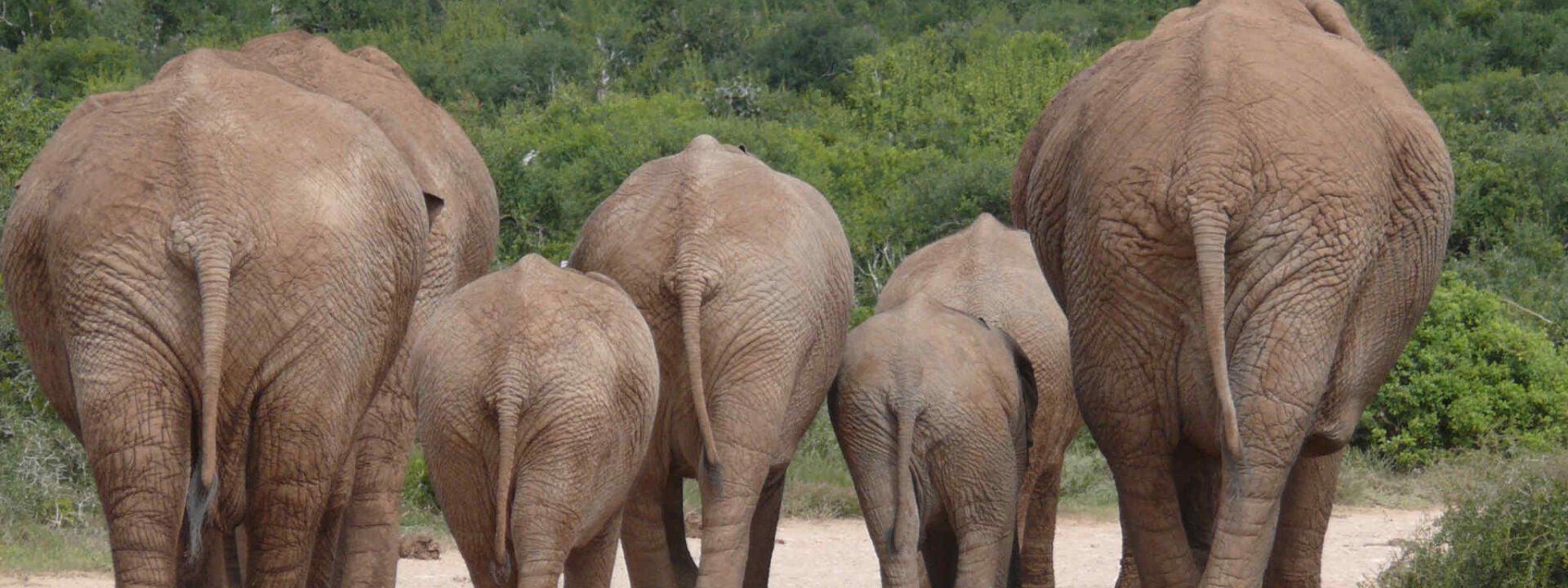 Addo Elephant National Park South Africa