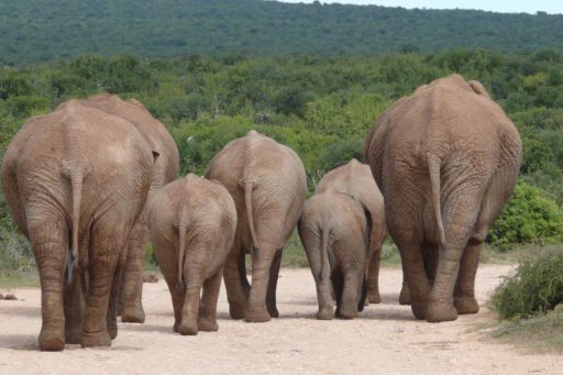 Addo Elephant National Park South Africa