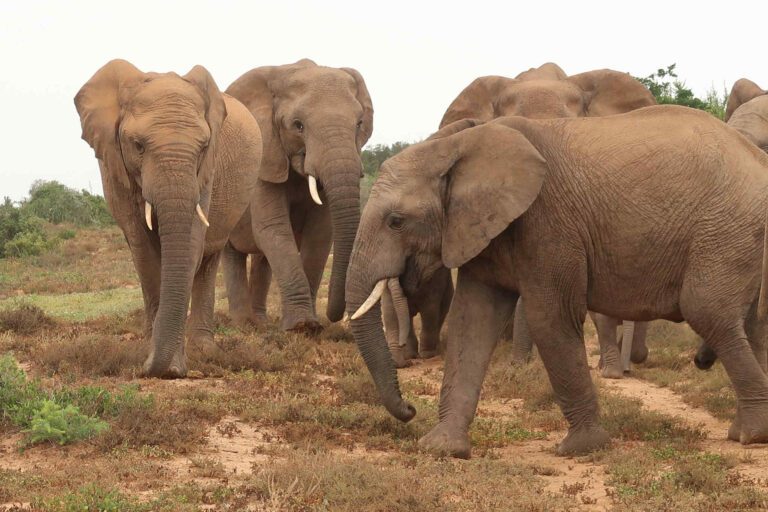 Addo Elephant National Park South Africa