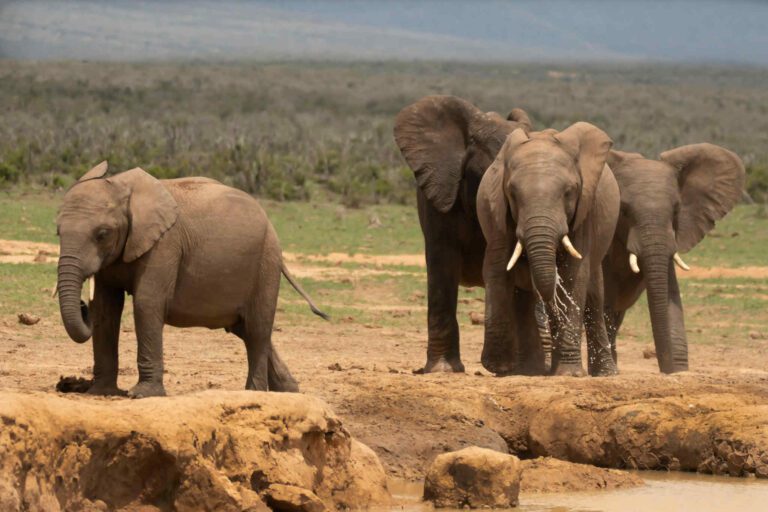 Addo Elephant National Park South Africa