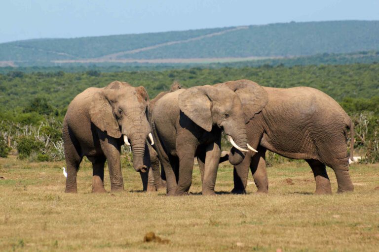 Addo Elephant National Park South Africa