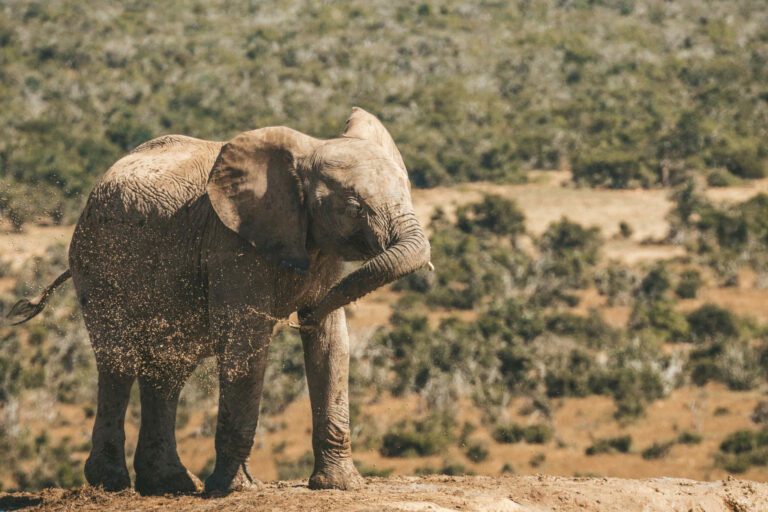 Addo Elephant National Park South Africa