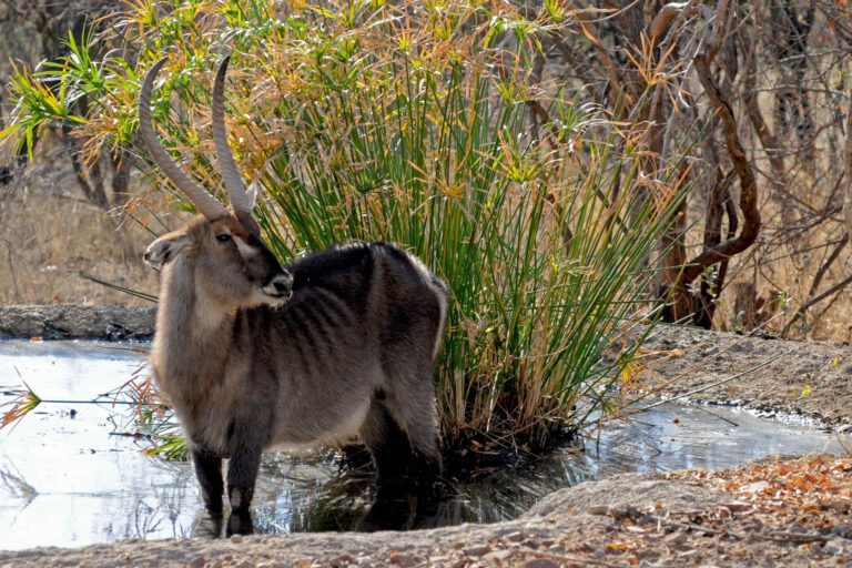 Waterbuck Botswana