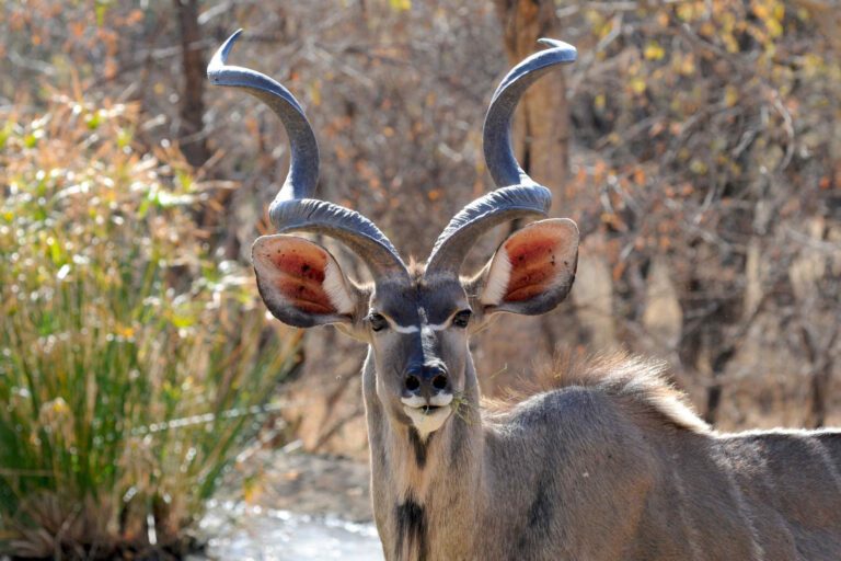 Kudu Botswana