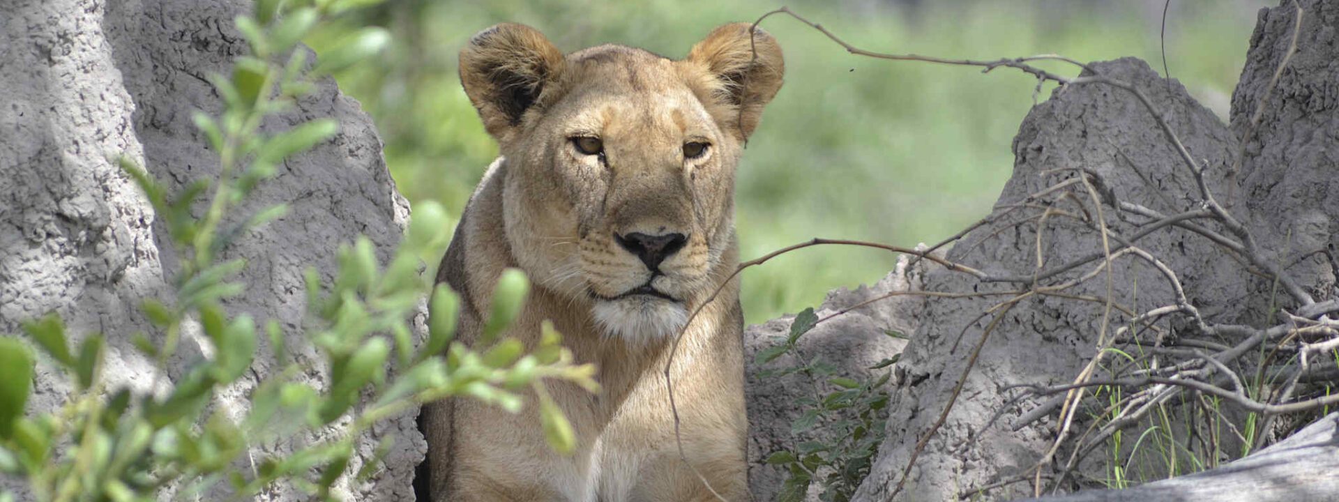 Botswana Tuli