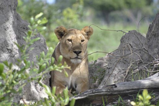 Botswana Tuli