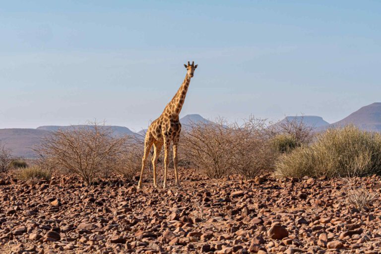 Damaraland Namibia Giraffe