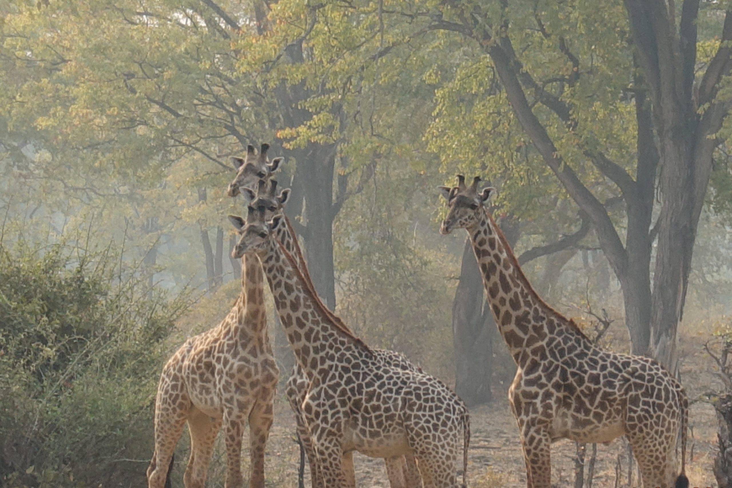 Giraffen in Zambia