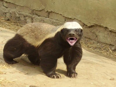 honey-badger