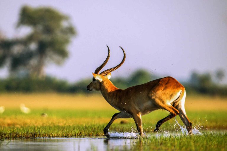 Buck Okavango Delta Botswana