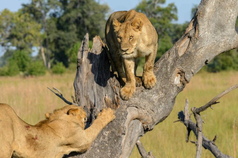 Lions Okavango Delta Botswana