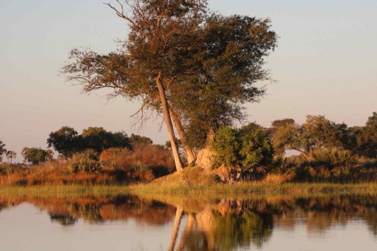 Okavango Delta Botswana
