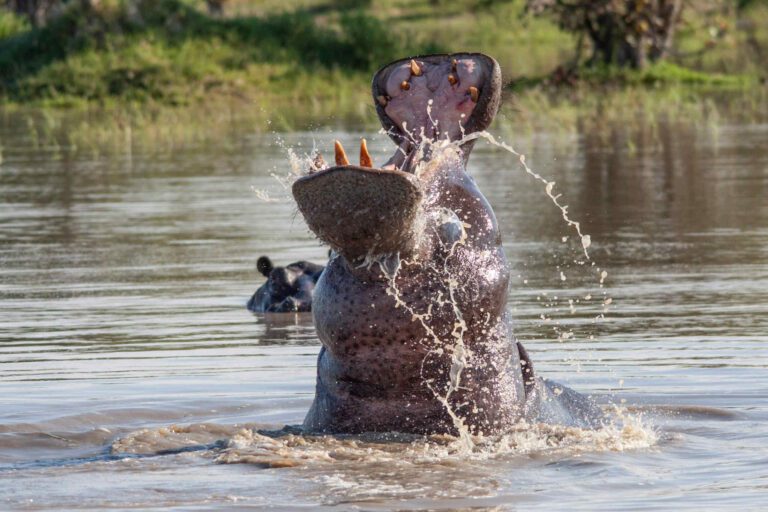 Hippo Okavango Delta Botswana