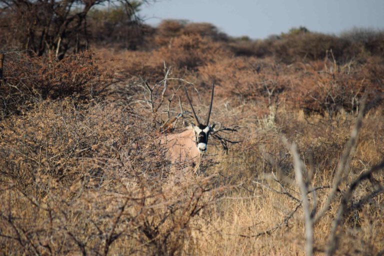 Otjiwarongo Namibia