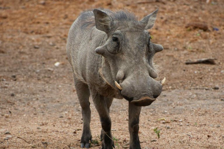 Warthog Kruger