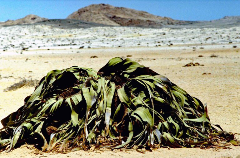 Welwitschia Twyfelfontein Namibia