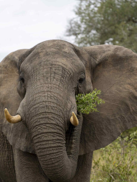 Olifant Close-up