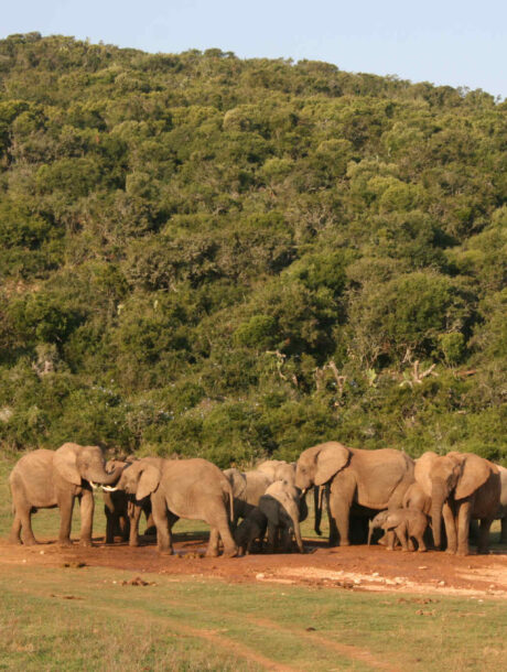 Addo Olifanten bij waterplaats
