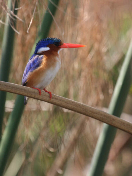 Caprivistrip Ijsvogel